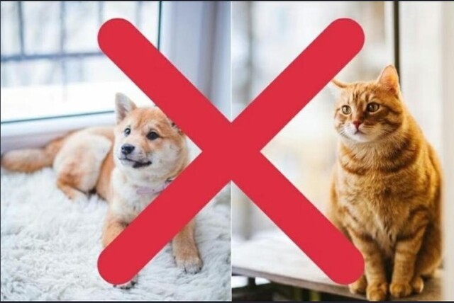 Không ăn thịt chó, thịt mèo khi đọc văn khấn xin số