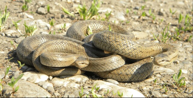 Mỗi trường hợp thấy rắn trong mơ sẽ ứng với mỗi con số may mắn riêng