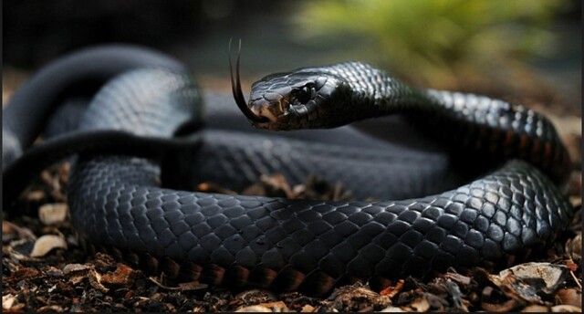 Tìm kiếm con số may mắn cho chủ mơ khi chiêm bao thấy rắn