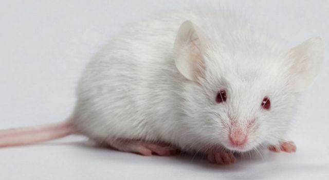 Mơ thấy con chuột bạch là điềm báo vô cùng tốt lành và con số bạn nên đánh là 76, 89