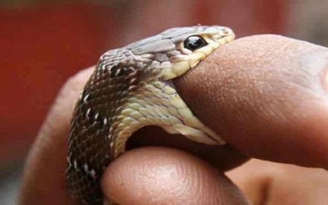 Rắn cắn mình là một điềm báo tốt nên bạn không cần lo nhé