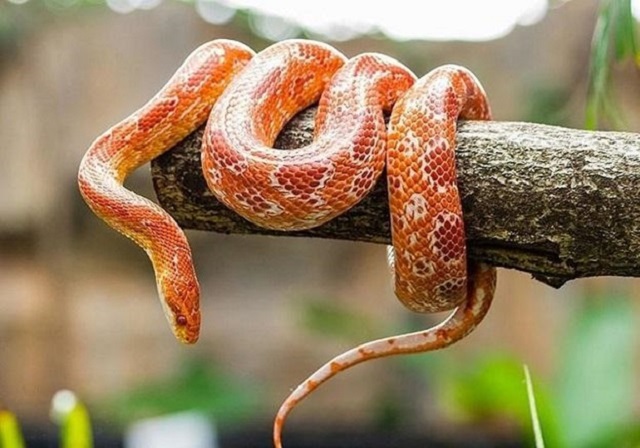 Mỗi giấc mơ thấy rắn cắn sẽ lại hàm chứa ý nghĩa khác nhau