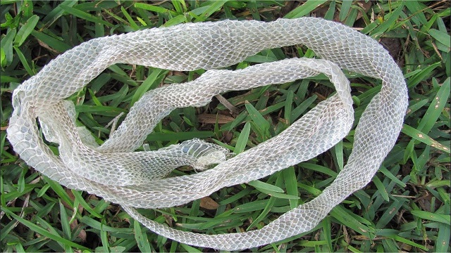 Mơ nhìn thấy xác rắn