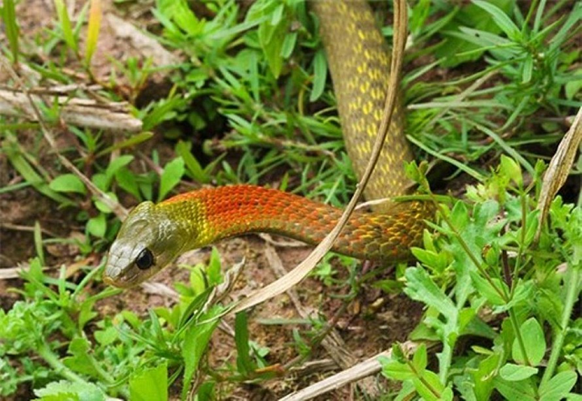 Mơ thấy bắt rắn đánh con gì?