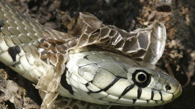 Mơ thấy rắn lột xác, hên hay xui?