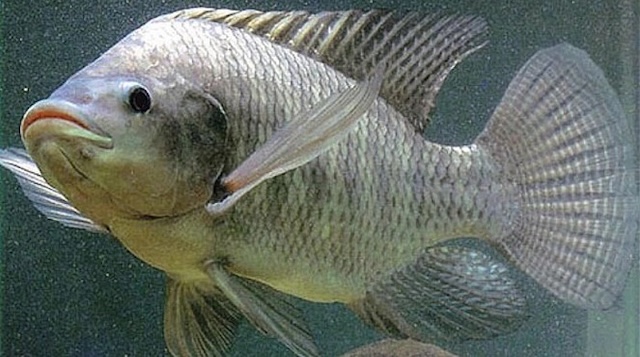 Nên phản ứng như thế nào nếu nằm mơ thấy cá rô?