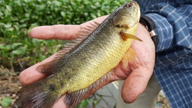 Ý nghĩa chung về giấc mơ thấy cá rô