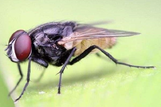 Mơ thấy con ruồi dự báo về những phiền toái lo lắng