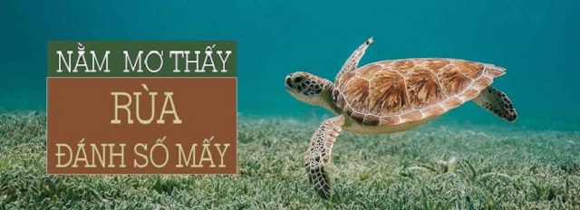 Mơ thấy rùa đánh con gì dễ trúng?