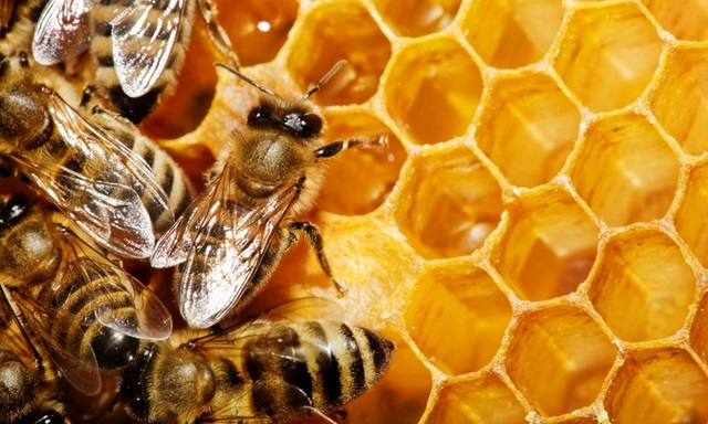 Ong làm mật là một điềm lành dành cho bạn
