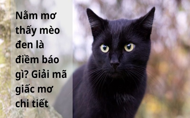 Giải mã giấc mơ thấy mèo đen