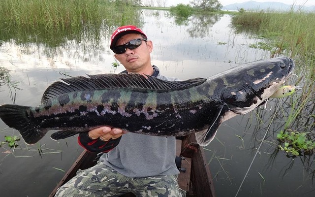 Mơ thấy bắt cá lóc là điềm báo lành