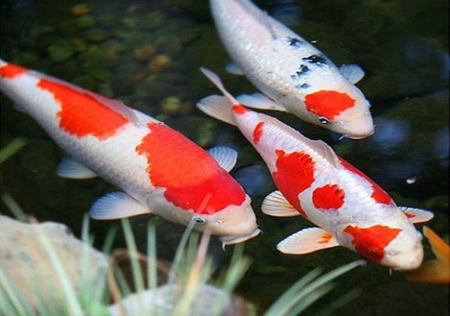 Nằm mơ thấy bắt cá là điềm gì