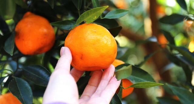 Mơ thấy trái cây chín biểu tượng cho sự thành công, thịnh vượng và no đủ