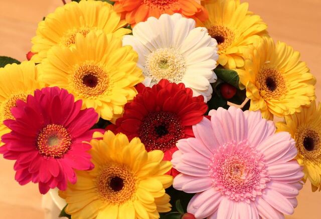 Mơ thấy nhiều hoa đồng tiền được xem là một giấc mơ khá đặc biệt