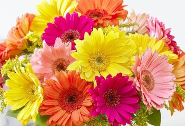 Mộng thấy trên cát mọc hoa đồng tiền thường mang điềm báo gì?