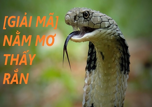 Giải mã giấc mơ thấy rắn độc