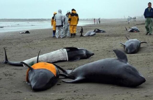 Giấc mơ liên quan đến sự chết chóc thường khiến nhiều người ám ảnh Giấc mơ liên quan đến sự chết chóc thường khiến nhiều người ám ảnh