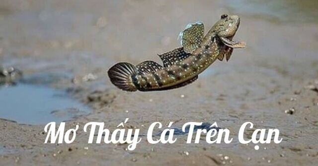 Mơ thấy cá trên cạn đánh con gì? 