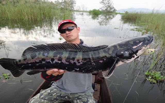 Nằm mơ thấy cá lóc nên đánh con gì