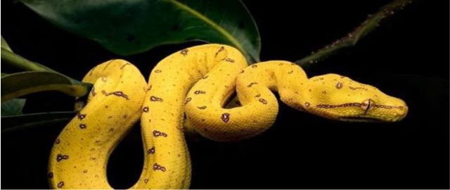 Giấc mộng thấy rắn vàng cắn vào tay mang điềm báo tốt lành ứng với con số 34 - 99