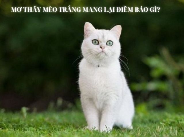 Luận giải ý nghĩa về giấc mơ thấy mèo trắng mang lại điềm báo gì?