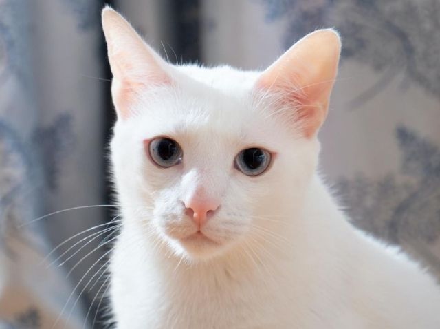 Mơ thấy nuôi mèo trắng chứng tỏ bạn là người có hoài bão lớn và con số ẩn sau là 23