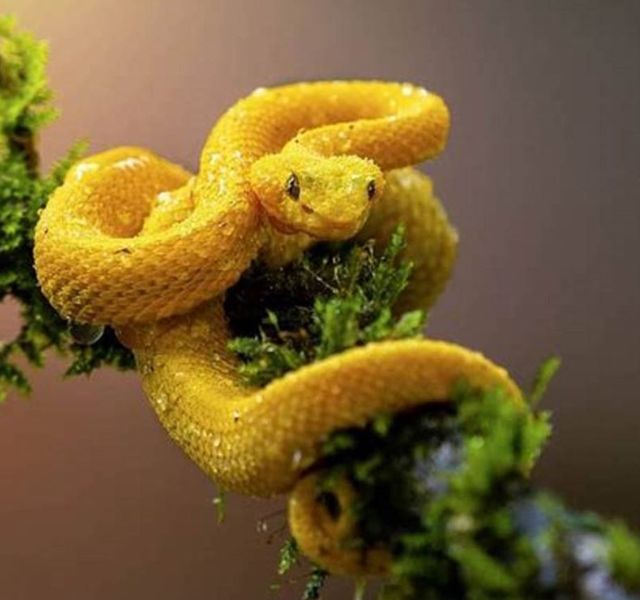 Mỗi một giấc mơ về rắn vàng sẽ mang một điềm báo và con số khác nhau