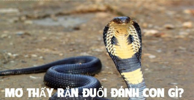 Mộng thấy rắn đuổi cho thấy bạn đang cố gắng chạy trốn vấn đề nào đó