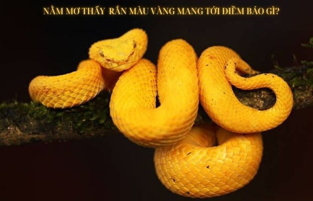 Nằm mơ thấy rắn màu vàng mang tới điềm báo và con số trong lô đề là gì?