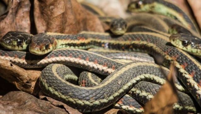 Chiêm bao thấy rắn và đặc biệt là thấy nhiều rắn mang đến nhiều ý nghĩa khác nhau