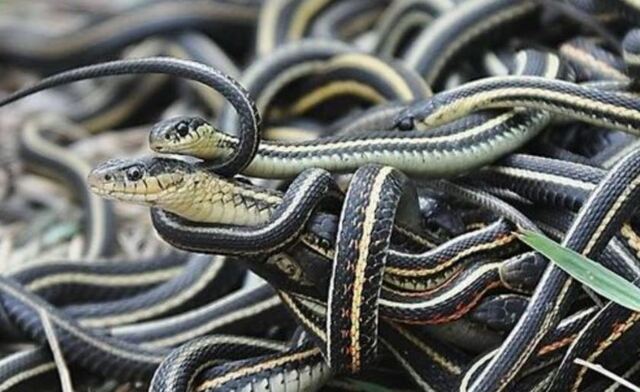 Mộng thấy nhiều rắn nên đánh con gì may mắn?