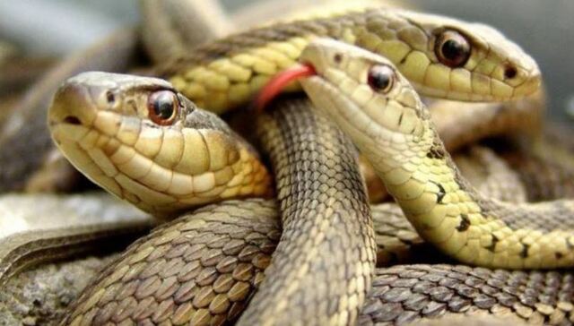 Nằm mơ thấy nhiều rắn thường khiến người mơ lo lắng bởi đây là một con vật nguy hiểm
