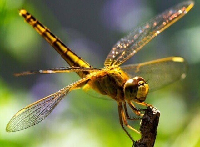 Chuồn chuồn chắc hẳn là con vật khá quen thuộc với chúng ta