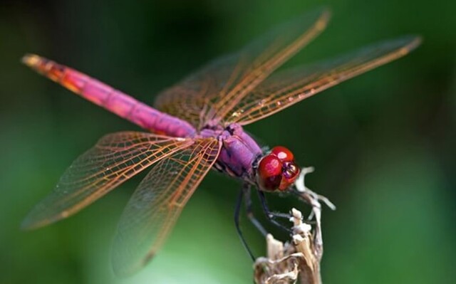 Con chuồn chuồn số mấy? Bật mí con số may mắn liên quan đến chuồn chuồn