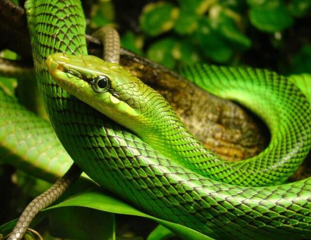 Con số may mắn liên quan đến giấc chiêm bao thấy rắn xanh