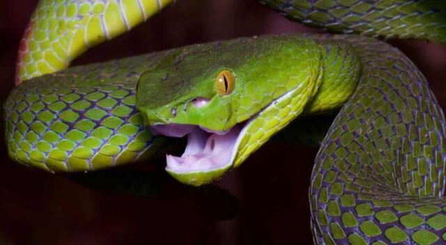 Giấc mơ về rắn xanh mang đến rất nhiều ý nghĩa khác nhau tùy vào mỗi trường hợp Giấc mơ về rắn xanh mang đến rất nhiều ý nghĩa khác nhau tùy vào mỗi trường hợp