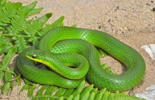 Mơ thấy rắn xanh thường gắn kết với ý nghĩa tâm linh sâu sắc Mơ thấy rắn xanh thường gắn kết với ý nghĩa tâm linh sâu sắc