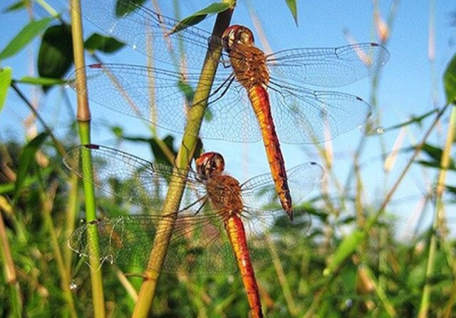 Những điềm báo liên quan đến con chuồn chuồn