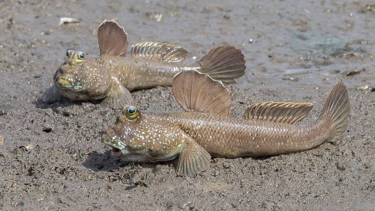 Đánh con số 78 nếu mơ thấy cá nhảy lên bờ