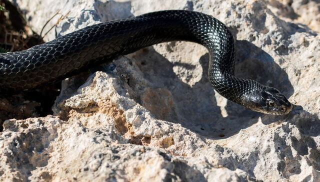 Mơ thấy rắn đen thường hàm ý đến những ý nghĩa gì liên quan đến cuộc sống người mơ?