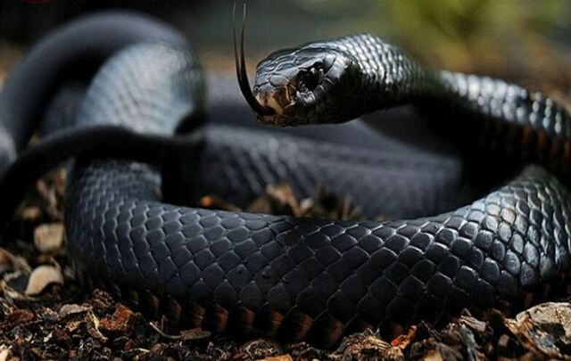 Mộng thấy rắn đen thường mang nhiều ý nghĩa phức tạp và gắn liền với con số khác nhau