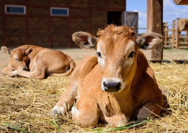 Chiêm bao thấy bò con là dấu hiệu tượng trưng cho những ý tưởng, những khởi đầu mới Chiêm bao thấy bò con là dấu hiệu tượng trưng cho những ý tưởng, những khởi đầu mới