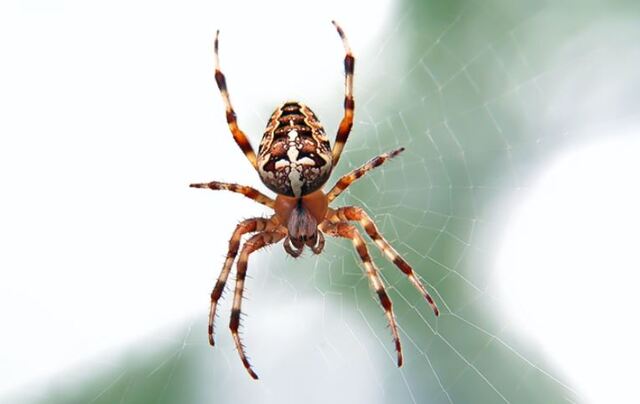 Chiêm bao thấy nhện nên đánh con gì? Chiêm bao thấy nhện nên đánh con gì?