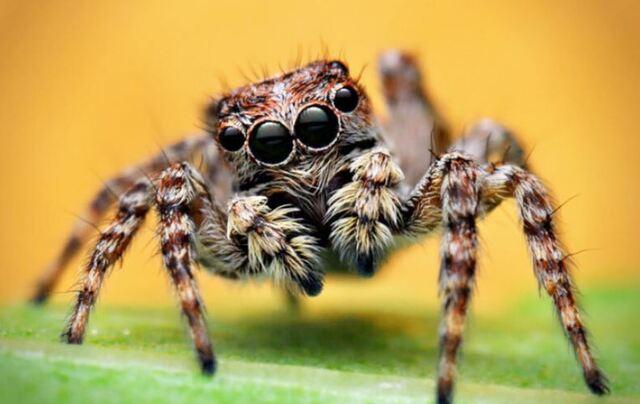 Con nhện số mấy? Loài động vật này trong phong thủy có ý nghĩa như thế nào?