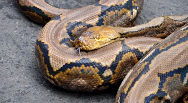 Con số may mắn khi mộng thấy rắn to khổng lồ