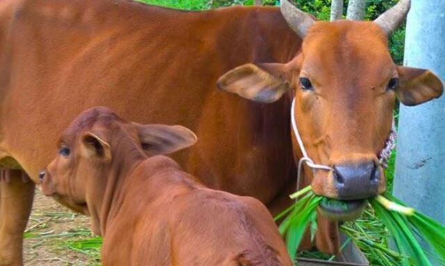 Giấc mơ về con bò có nhiều trường hợp ứng với nhiều ý nghĩa khác nhau