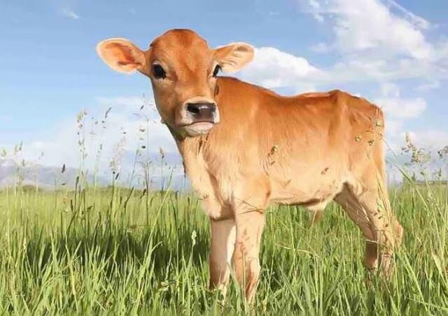 Mơ thấy con bò - Giải mã những bí ẩn và con số đằng sau giấc mơ Mơ thấy con bò - Giải mã những bí ẩn và con số đằng sau giấc mơ