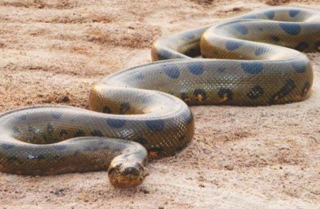 Mơ thấy rắn to khổng lồ - Ý nghĩa giấc mộng được khám phá