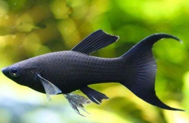 Mỗi giấc mộng theo quan niệm tâm linh đều mang đến những thông điệp khác nhau